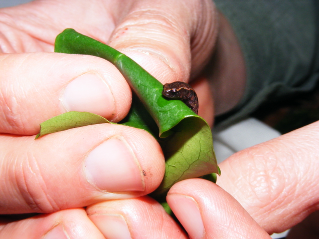 Thorius papaloae.